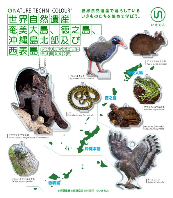 NTC 世界自然遺産 奄美大島、徳之島、沖縄島北部及び 西表島 アクリルマスコット