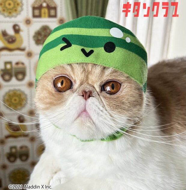 かわいいかわいいねこのかぶりもの スイカゲーム