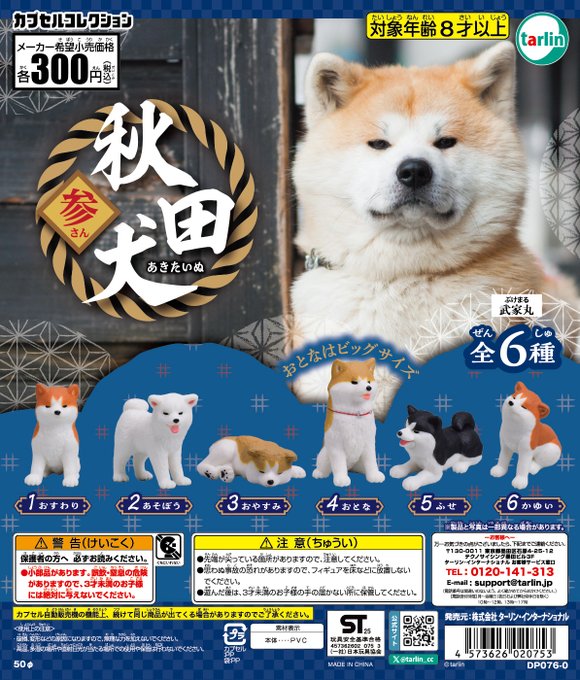 秋田犬 参