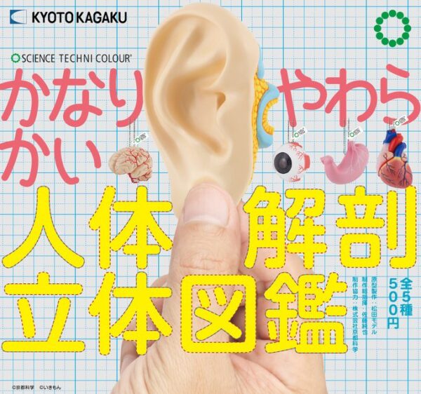 STC かなりやわらかい人体解剖立体図鑑