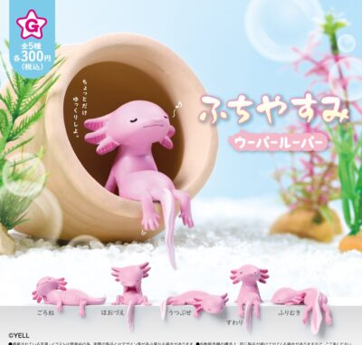 ふちやすみ ウーパールーパー
